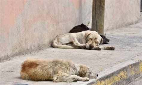 perros en la calle.